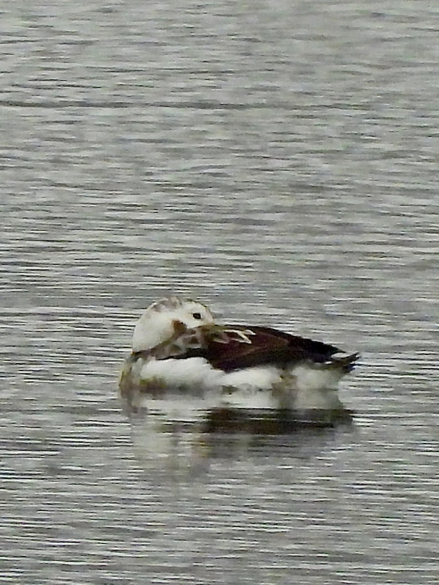 Long-tailed Duck - debbie martin