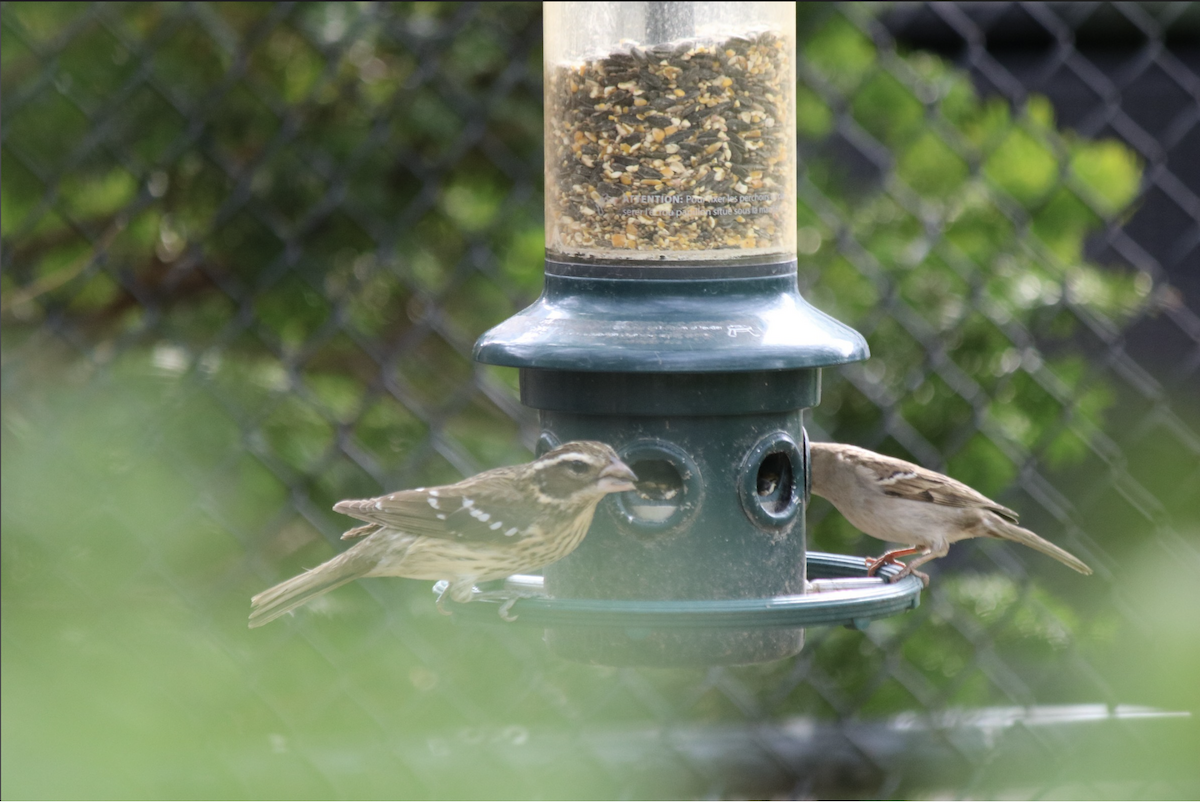 Rose-breasted Grosbeak - Serina T