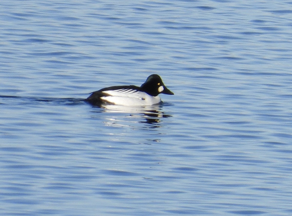 Common Goldeneye - ML613187003