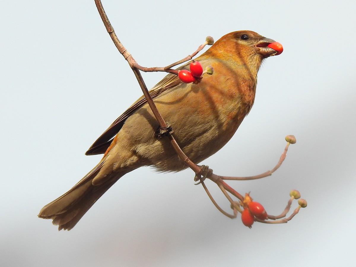 Pine Grosbeak - Betsy Taylor