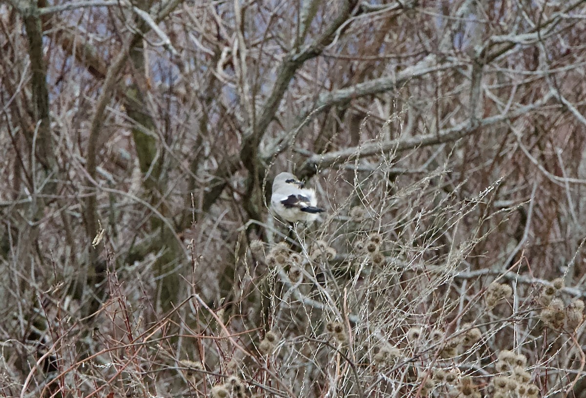 Northern Shrike - ML613187126