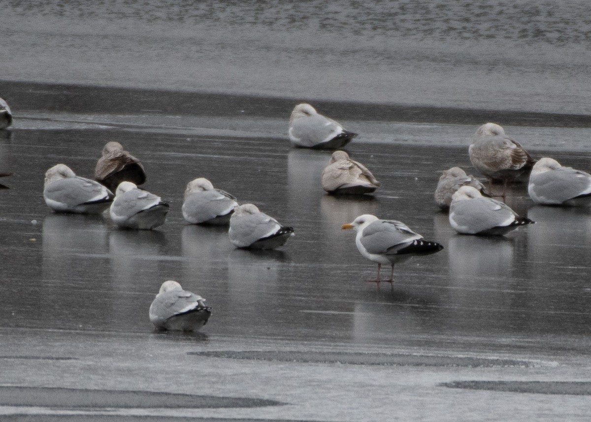 Iceland Gull (kumlieni) - ML613187154