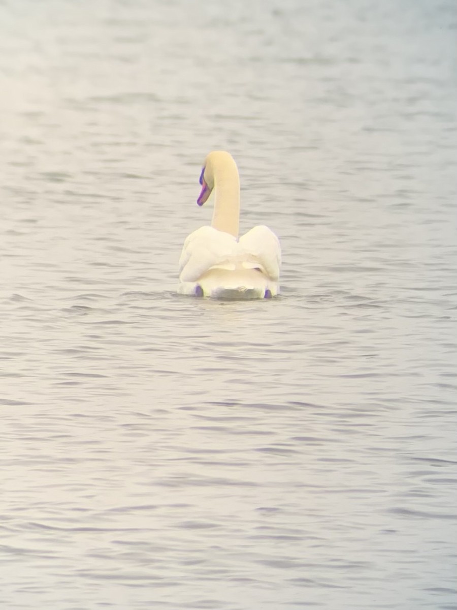 Mute Swan - ML613187187