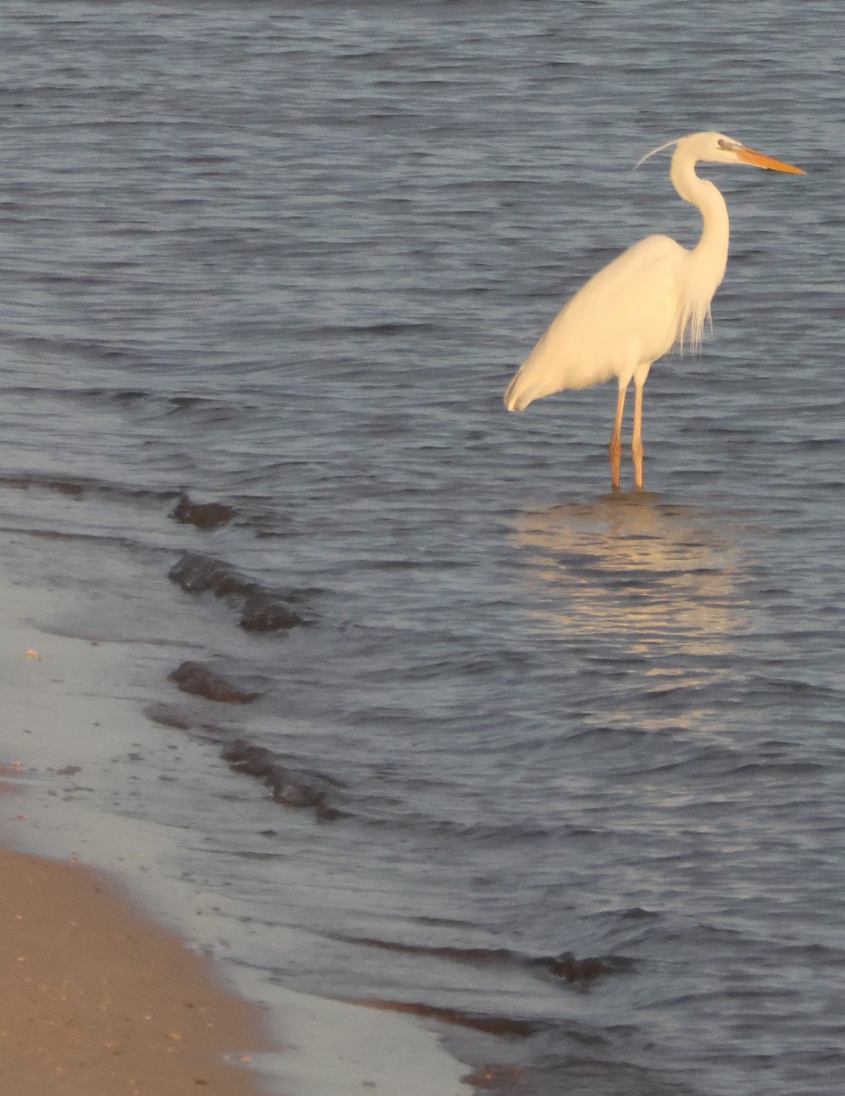 Great Blue Heron (Great White) - ML613187210