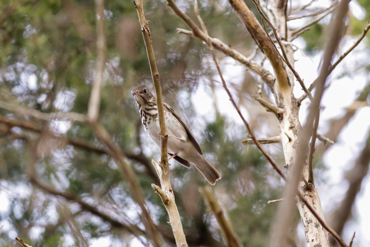 Hermit Thrush - ML613187280