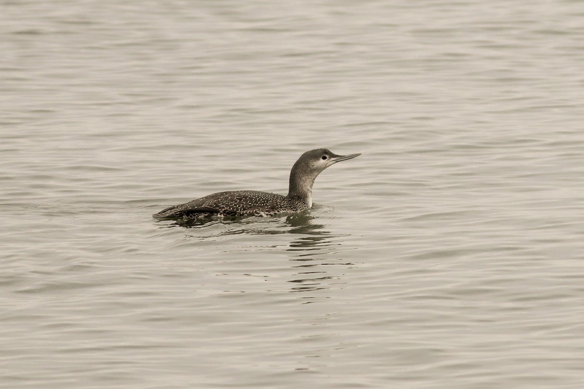 Red-throated Loon - Katherine Zhang
