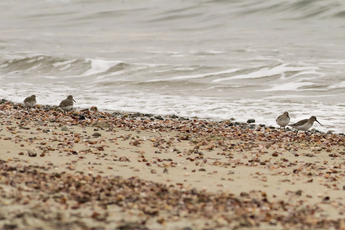 Dunlin - ML613187338