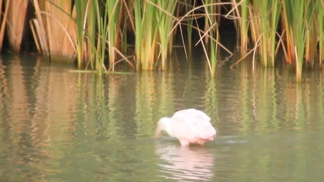 Roseate Spoonbill - ML613187382