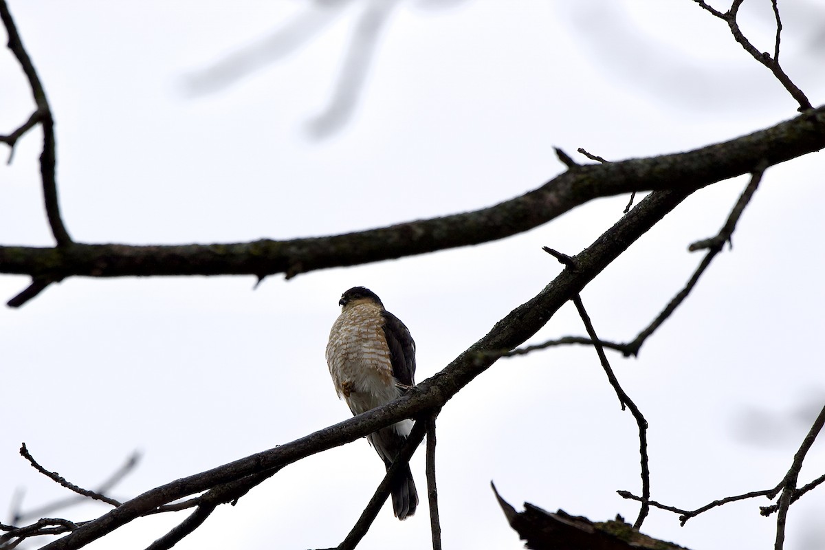 Sharp-shinned Hawk - ML613187420