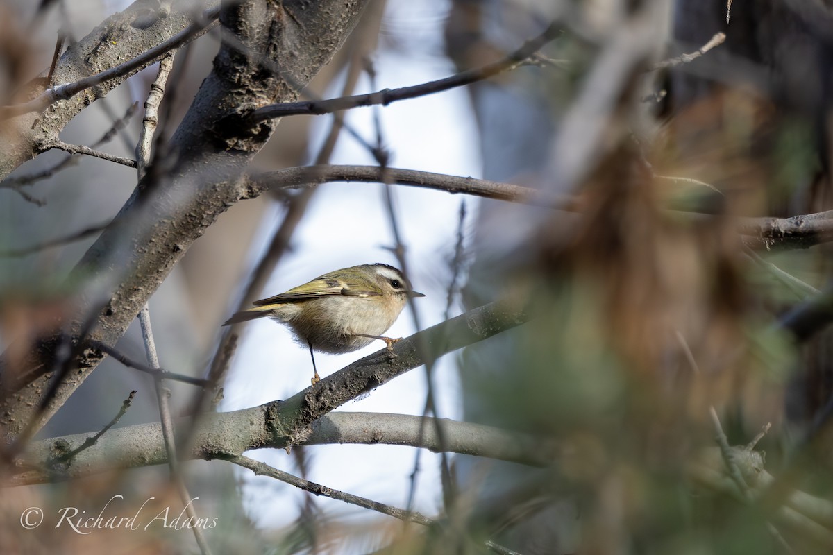 Golden-crowned Kinglet - ML613187435