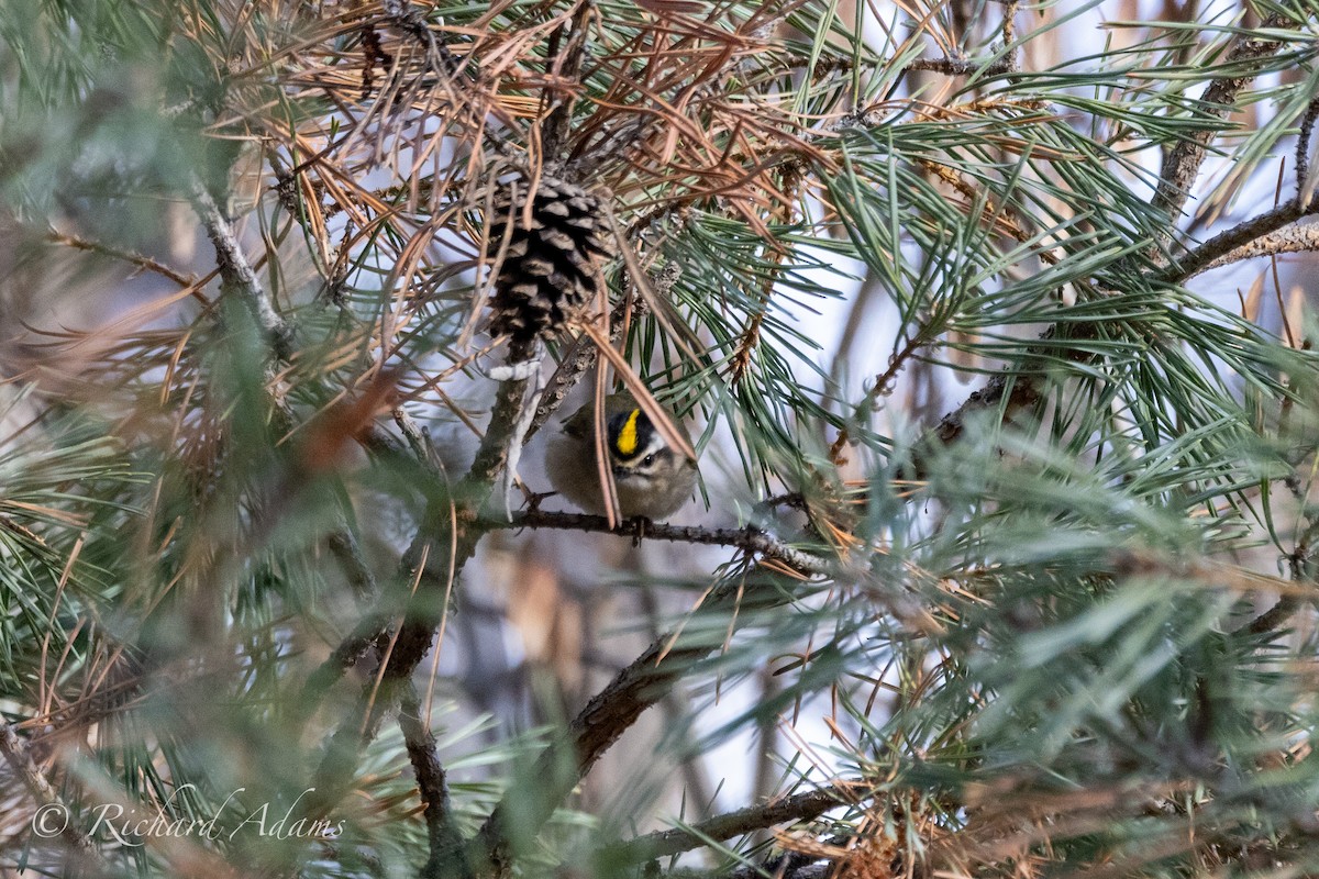 Golden-crowned Kinglet - ML613187436