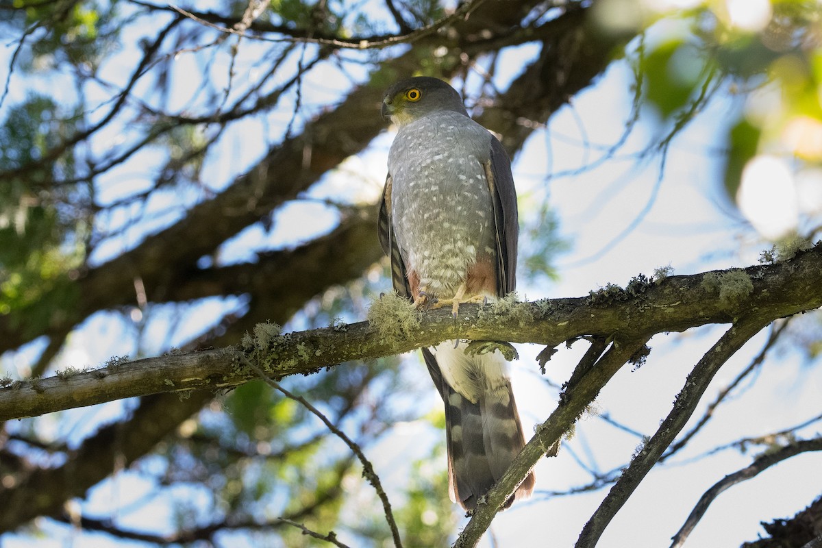 Chilean Hawk - ML613187582