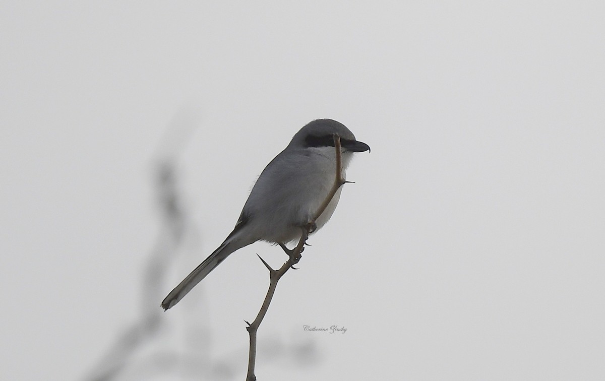 Loggerhead Shrike - ML613187621