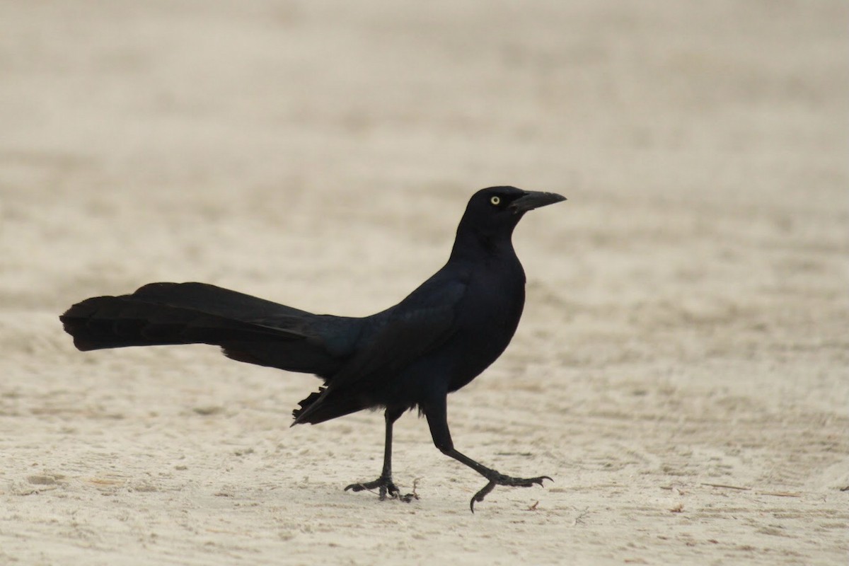 Great-tailed Grackle - ML613187645