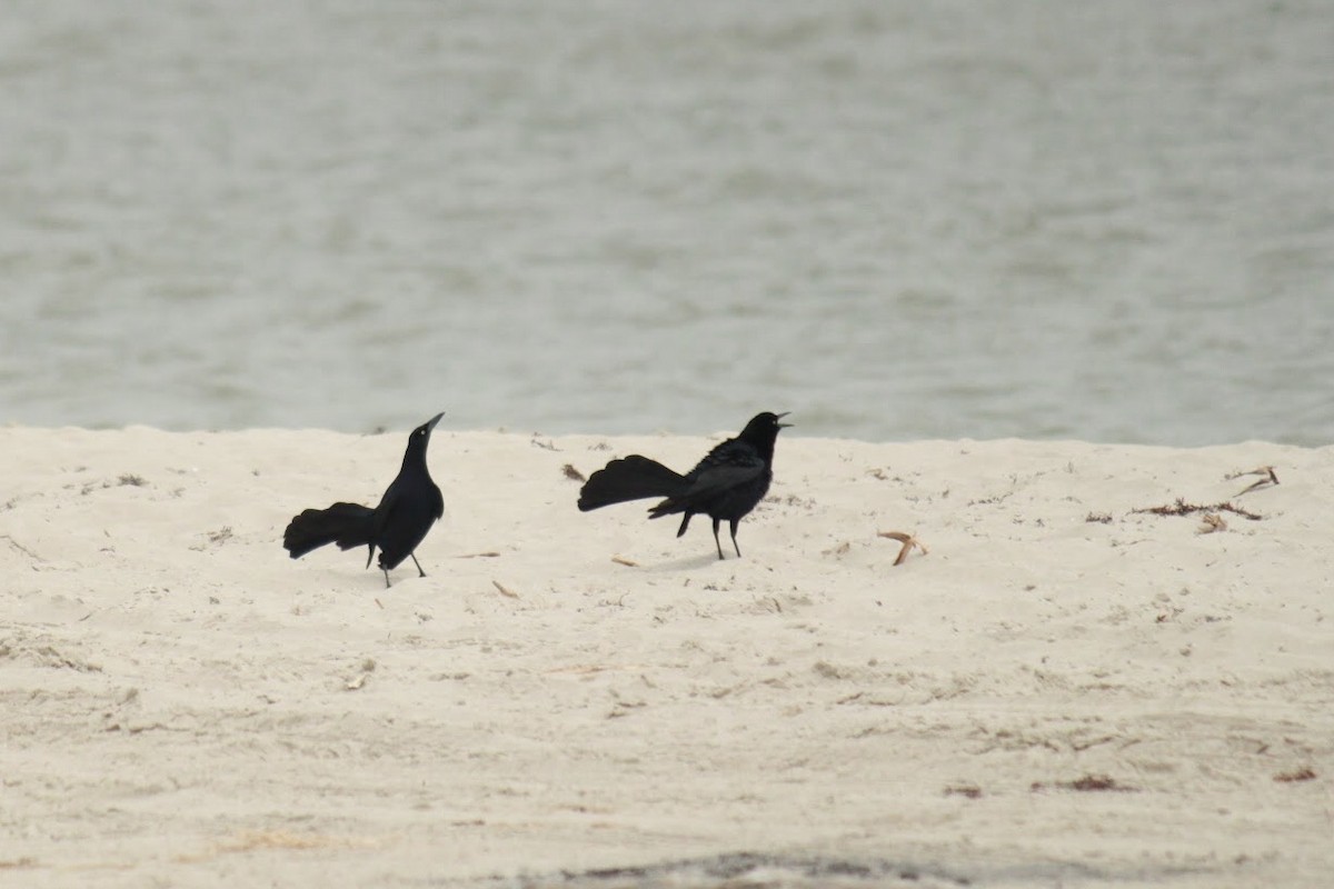 Great-tailed Grackle - ML613187646