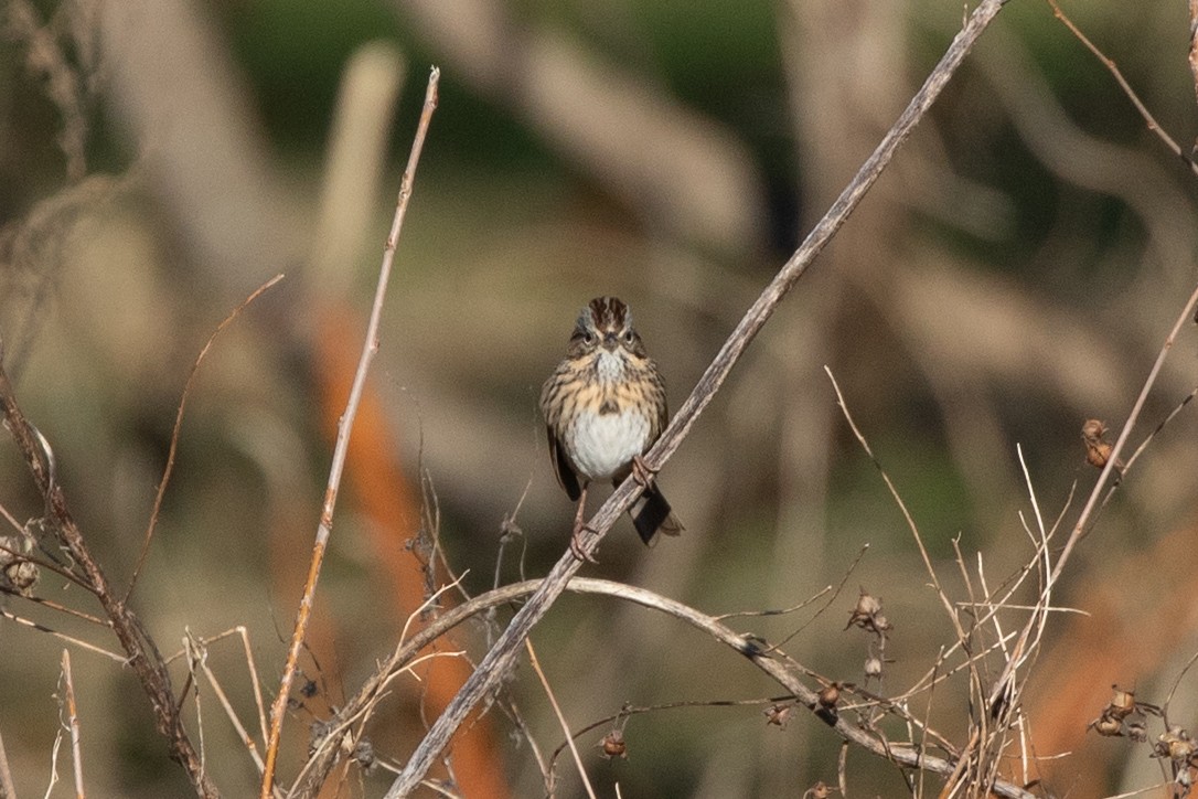Lincoln's Sparrow - ML613187695