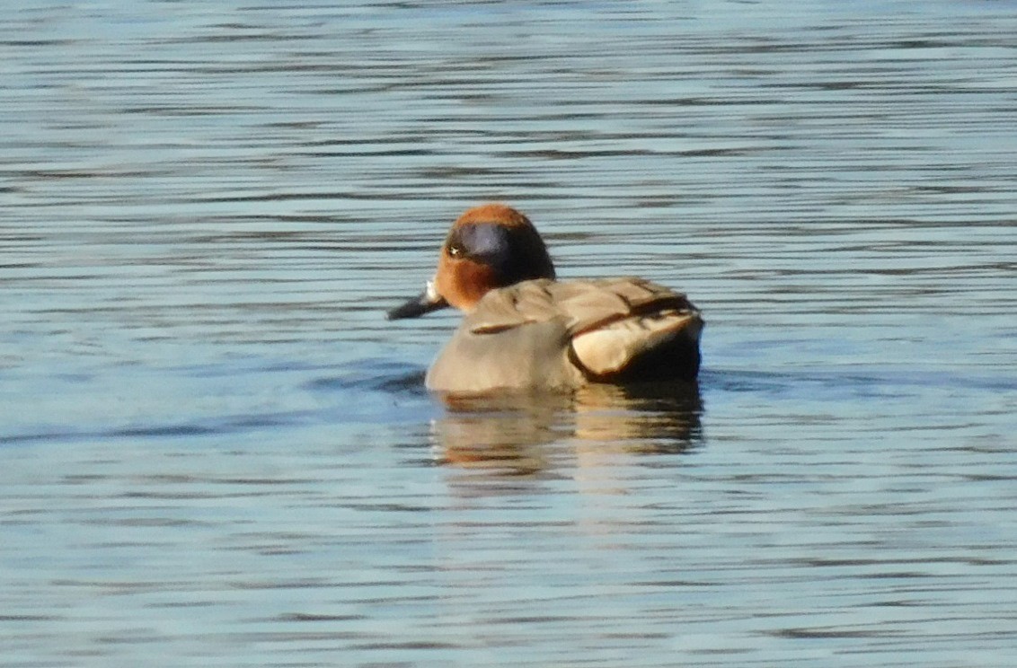 Green-winged Teal - ML613187698