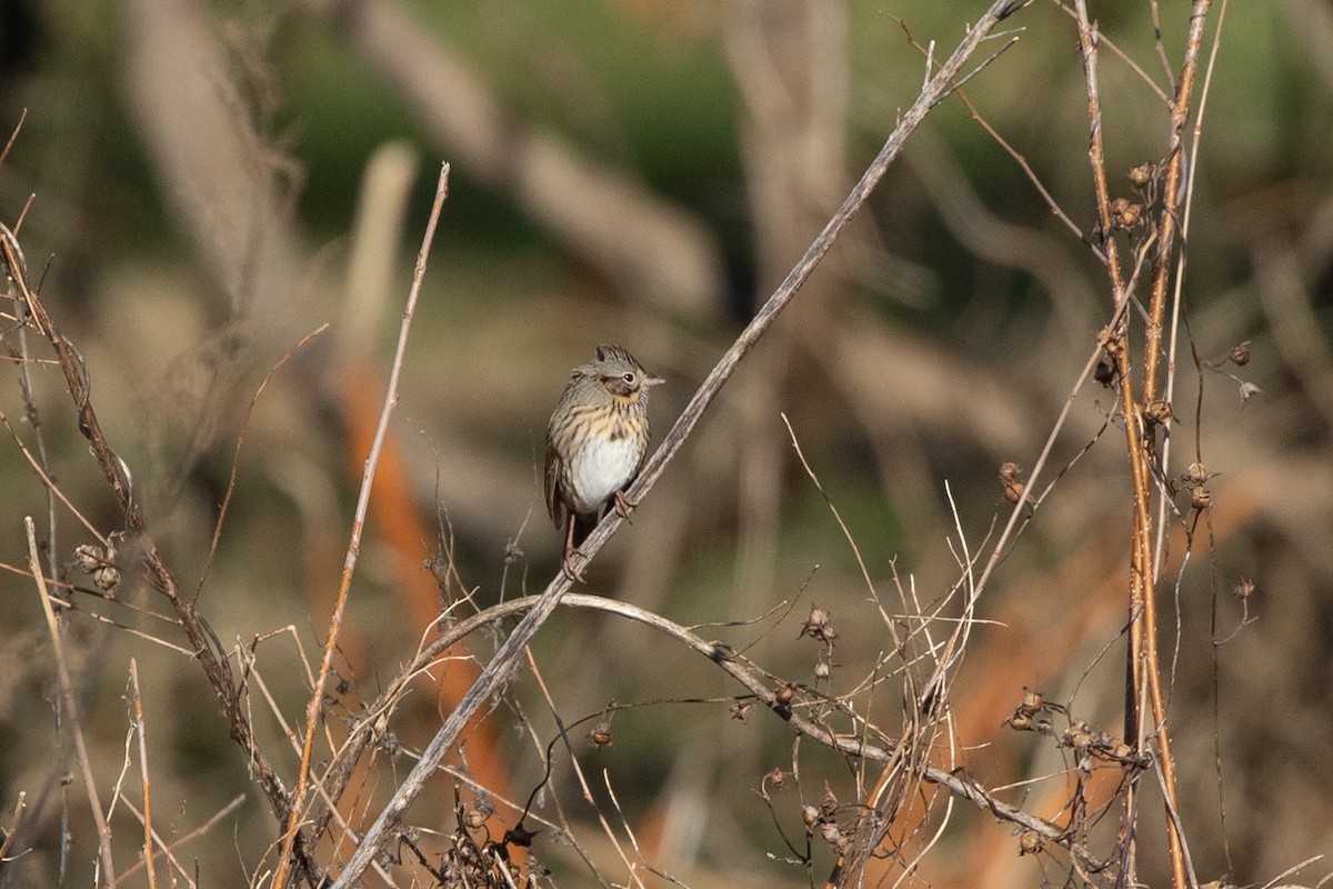 Lincoln's Sparrow - ML613187701