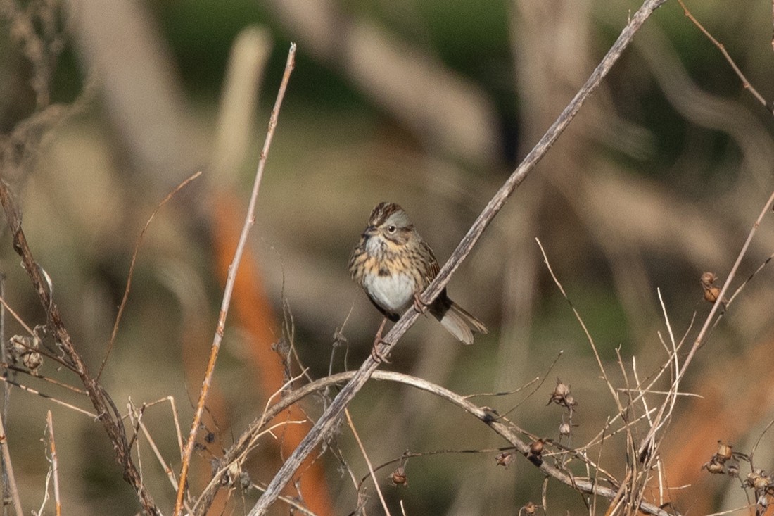 Lincoln's Sparrow - ML613187707