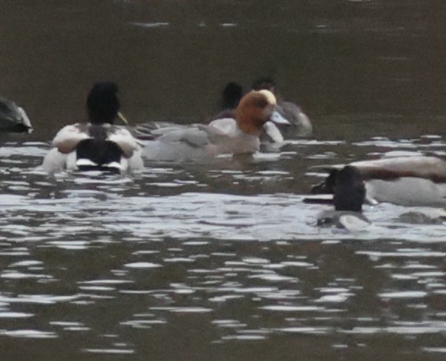 Eurasian Wigeon - ML613187728