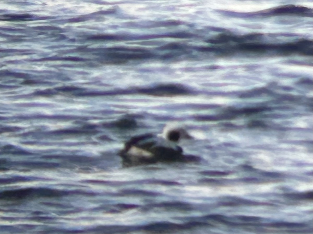 Long-tailed Duck - Riley Morris