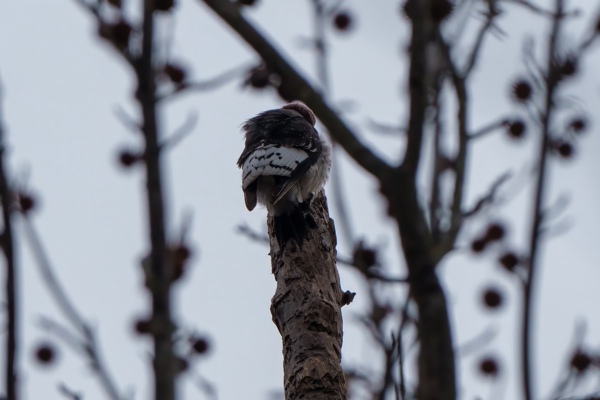 Red-headed Woodpecker - ML613187872