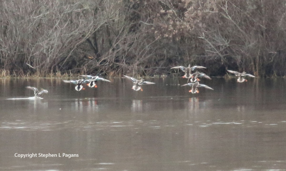 Mallard - Steve Pagans