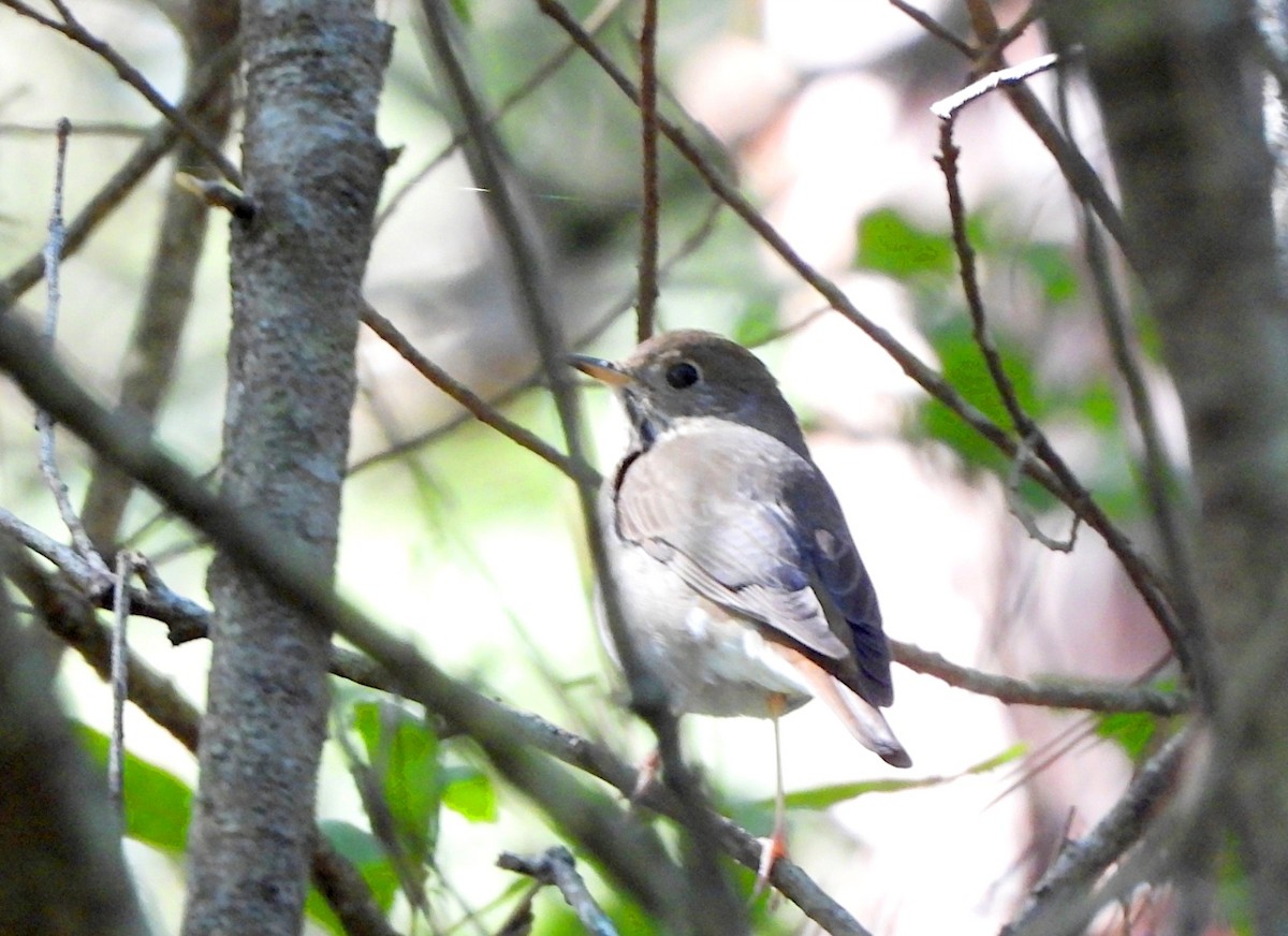 Hermit Thrush (auduboni Group) - Isaí López