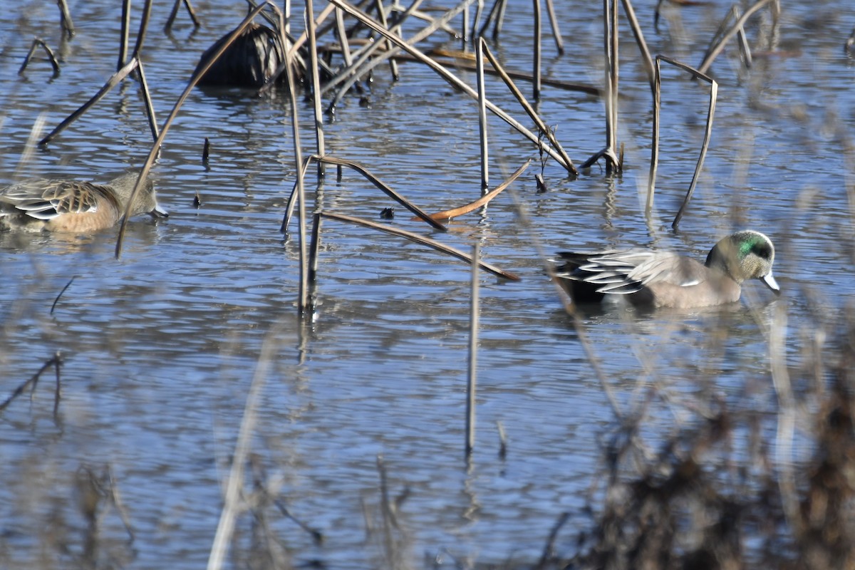 American Wigeon - ML613187896