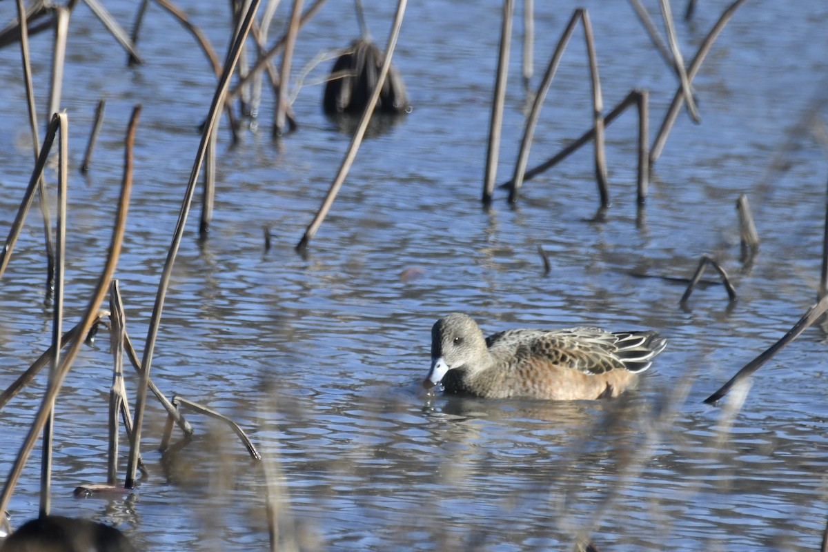 American Wigeon - ML613187911