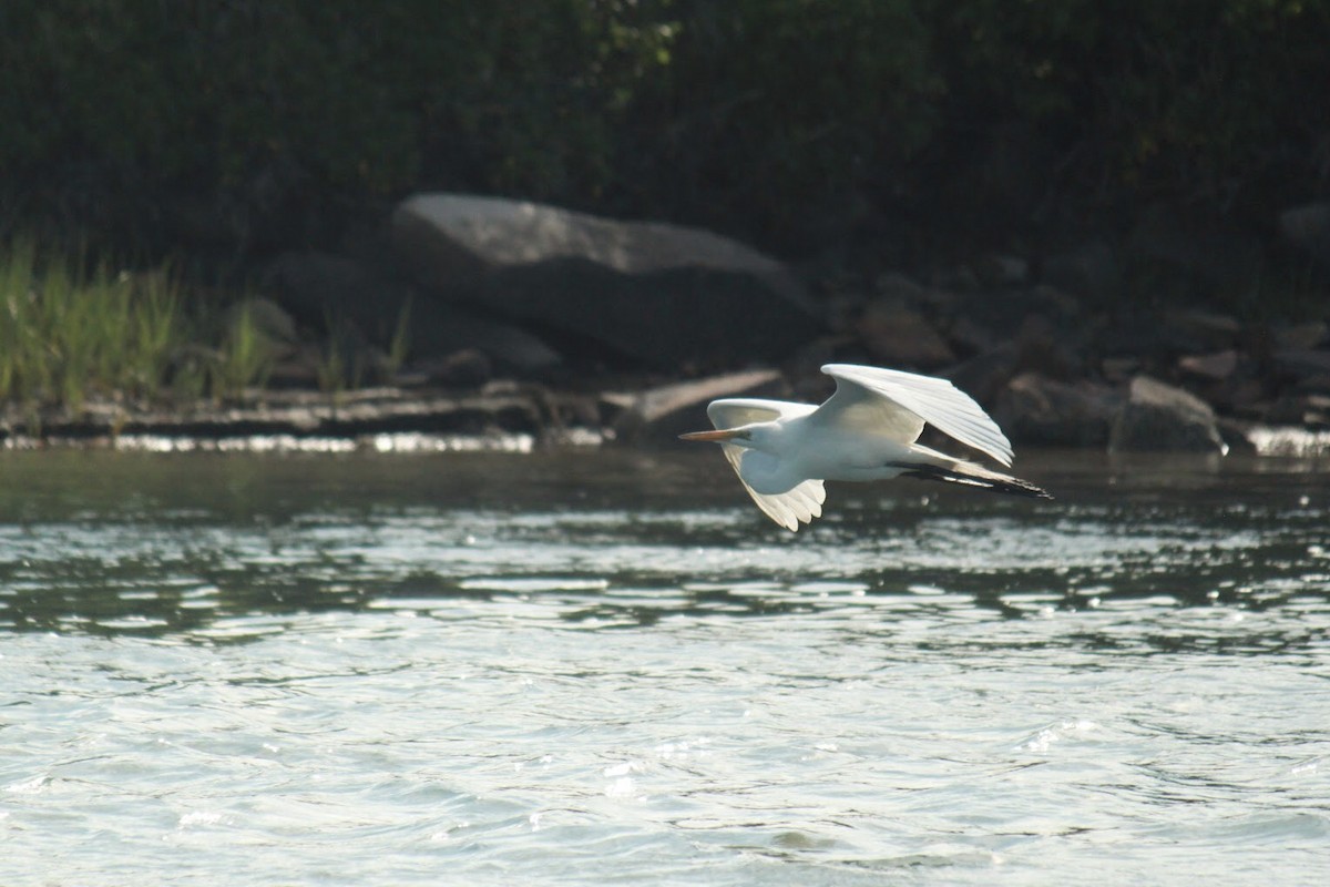 Great Egret - ML613187912