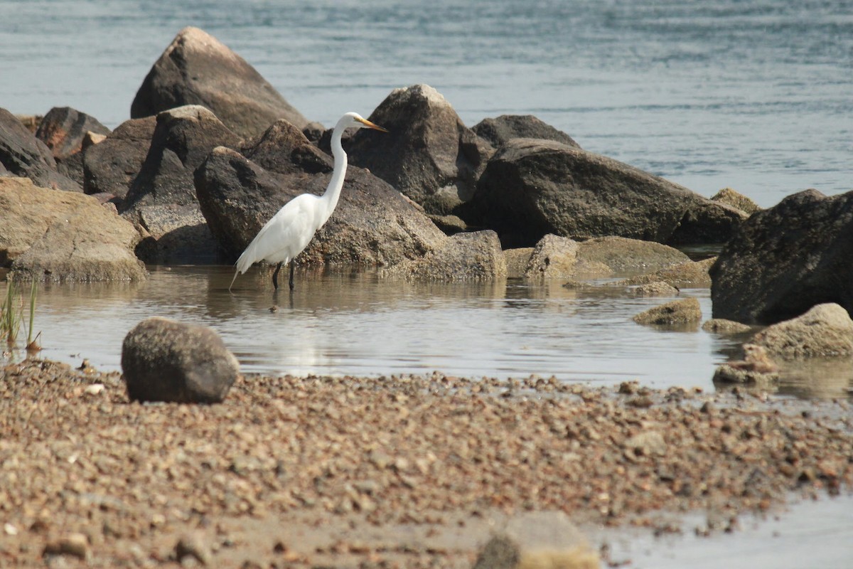 Great Egret - ML613187914