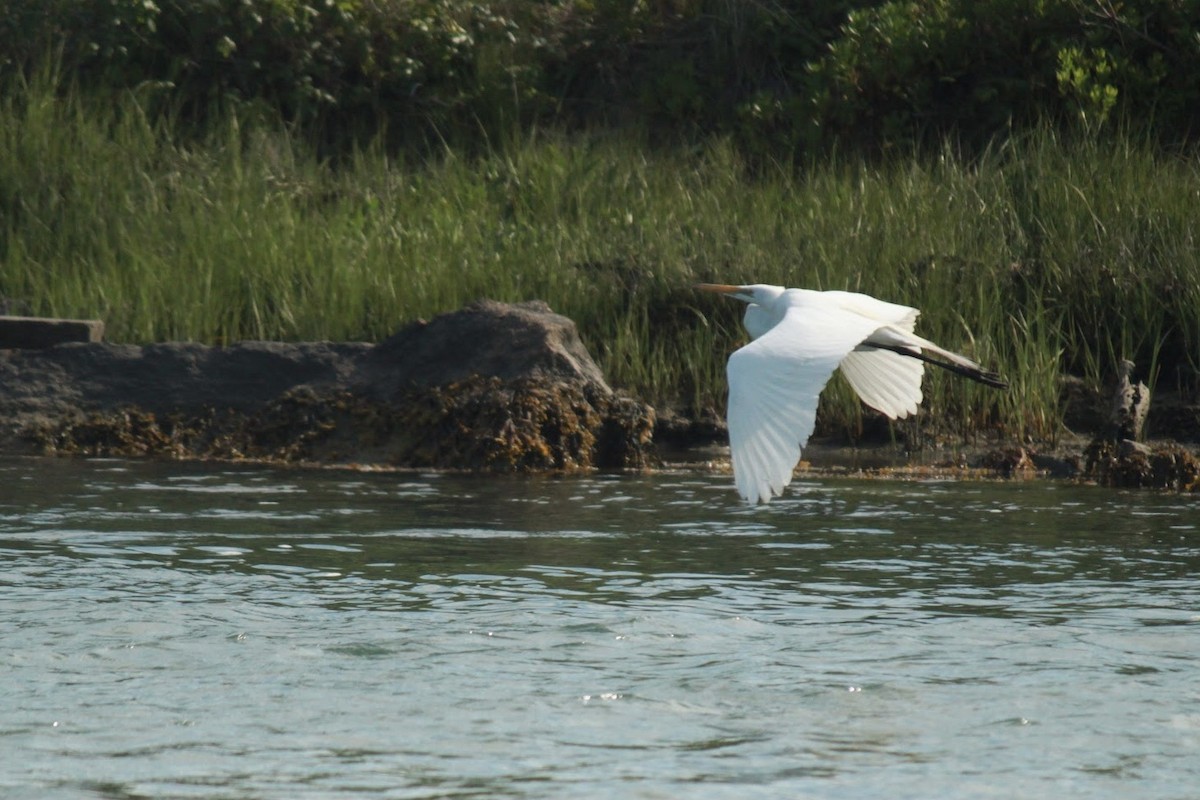 Great Egret - ML613187915