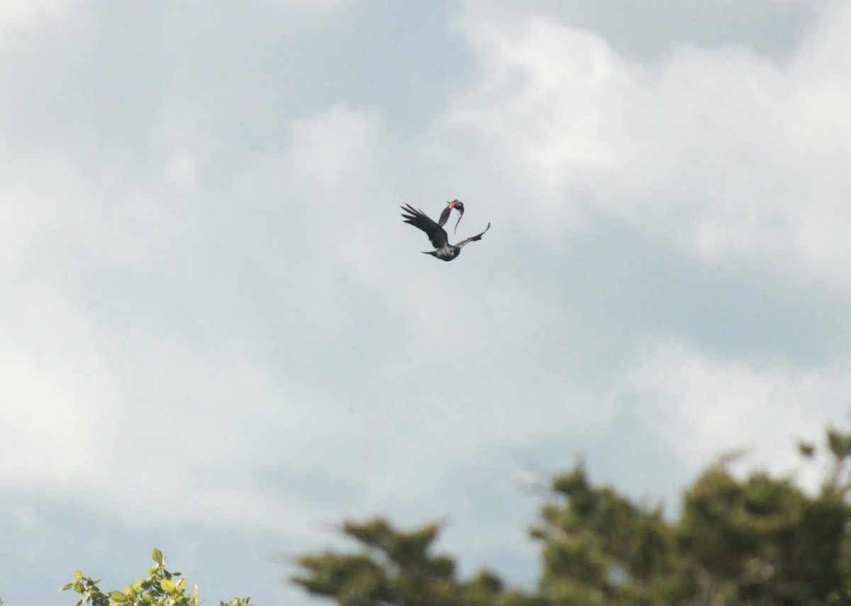 Red-winged Blackbird - ML613187952