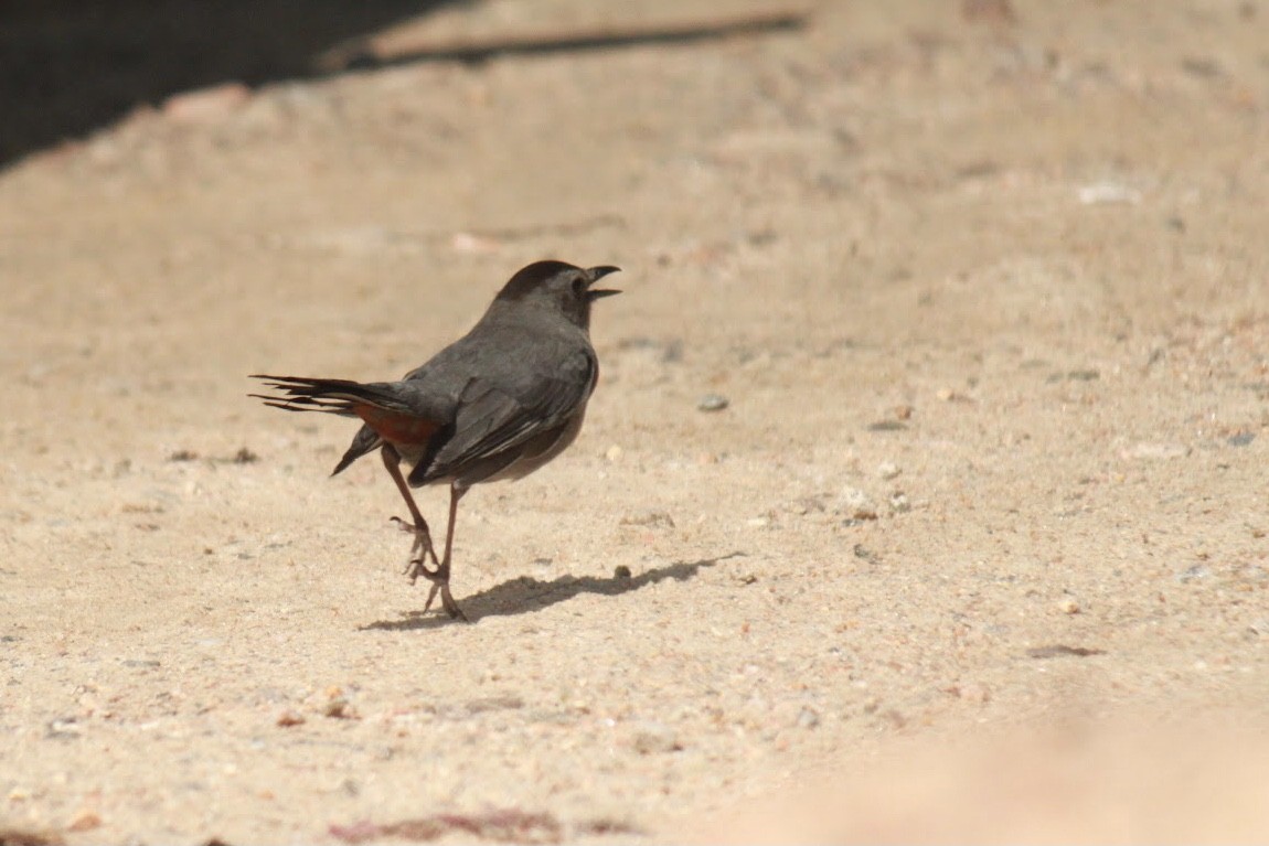 Gray Catbird - Claudia Walsh