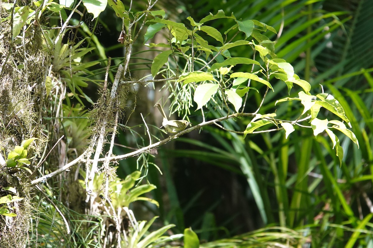 Oustalet's Tyrannulet - ML613187992