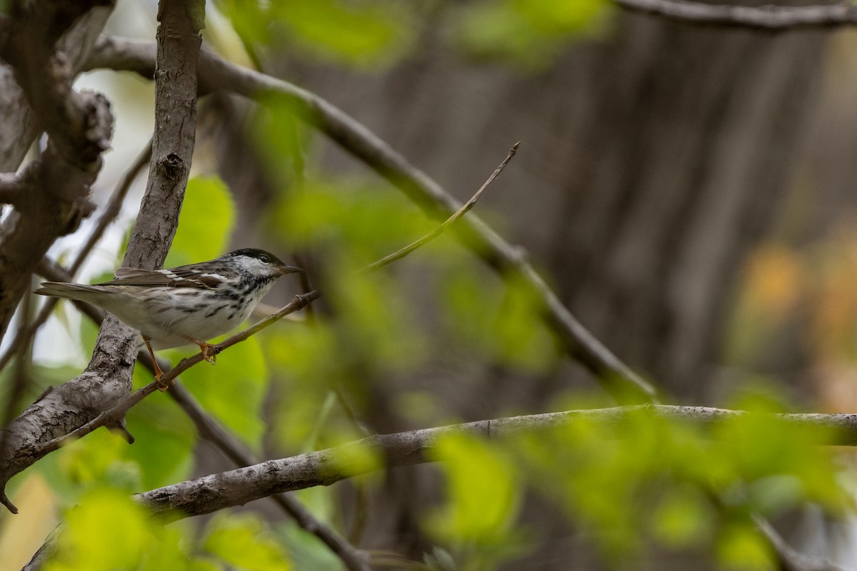 Blackpoll Warbler - Luke Robertson