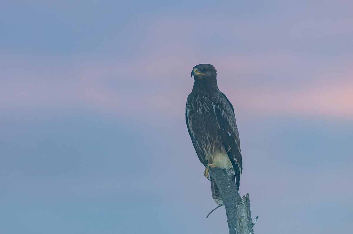 Common Buzzard - ML613188017