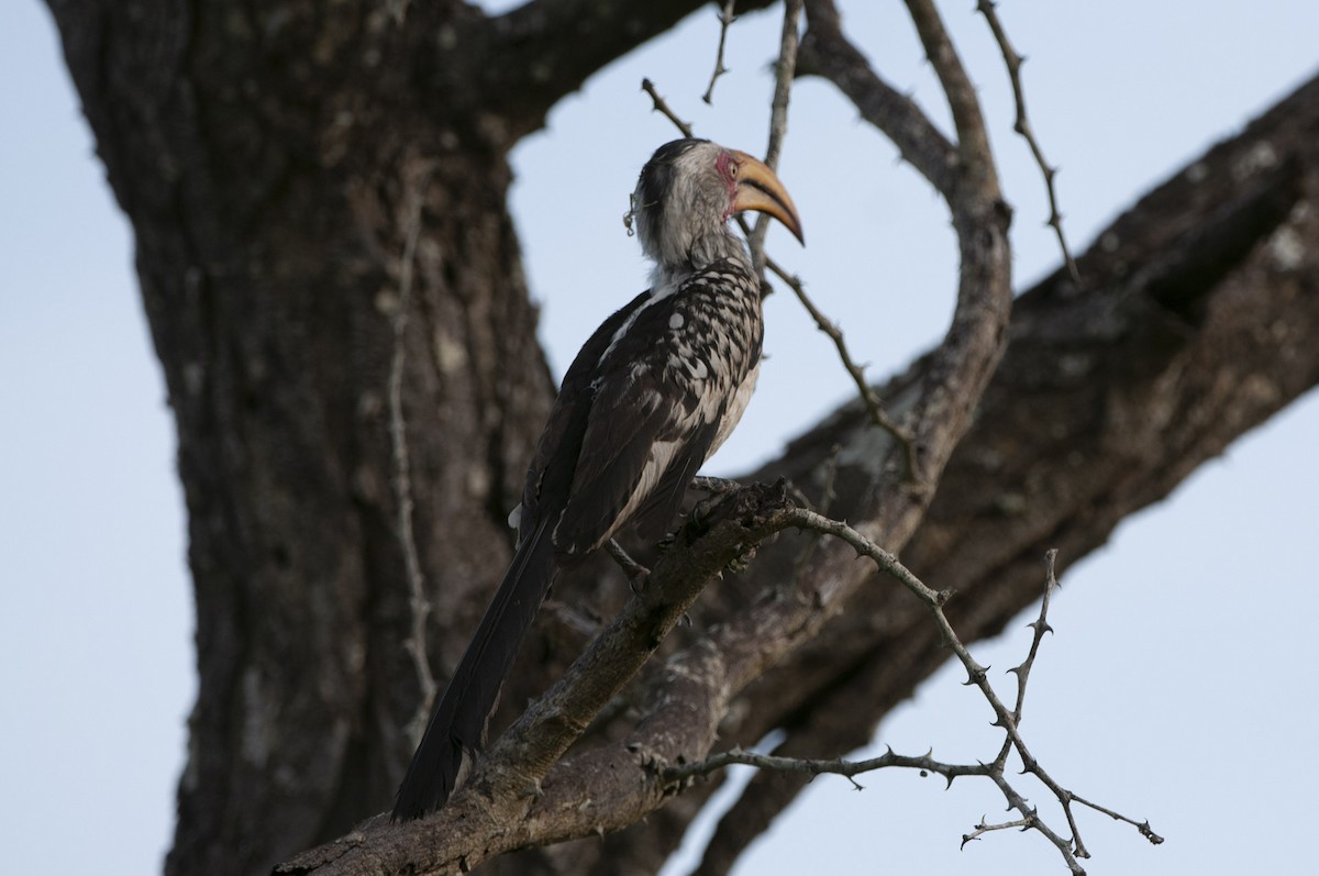 Southern Yellow-billed Hornbill - ML613188026