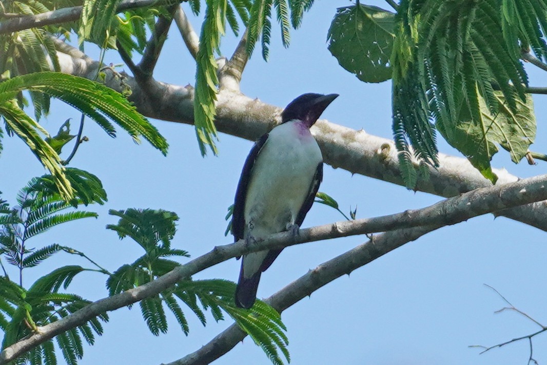 Cotinga à gorge mauve - ML613188029