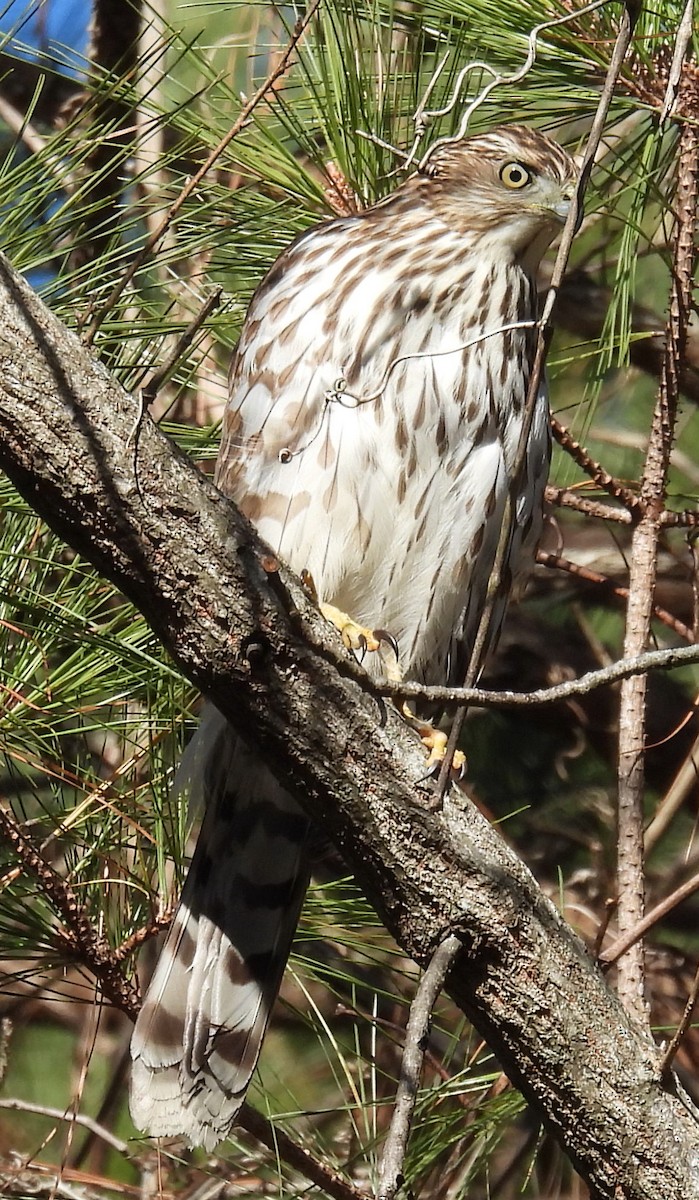 Cooper's Hawk - ML613188048