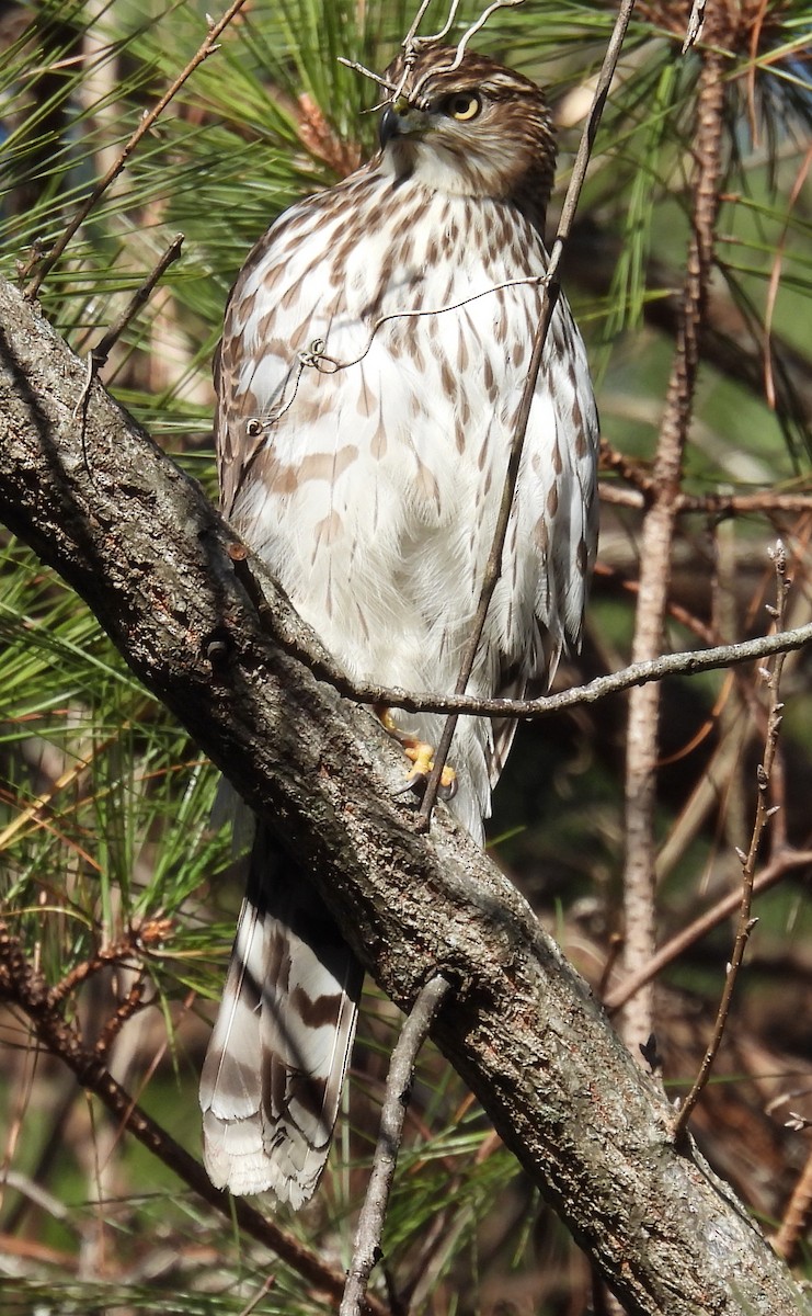 Cooper's Hawk - ML613188049