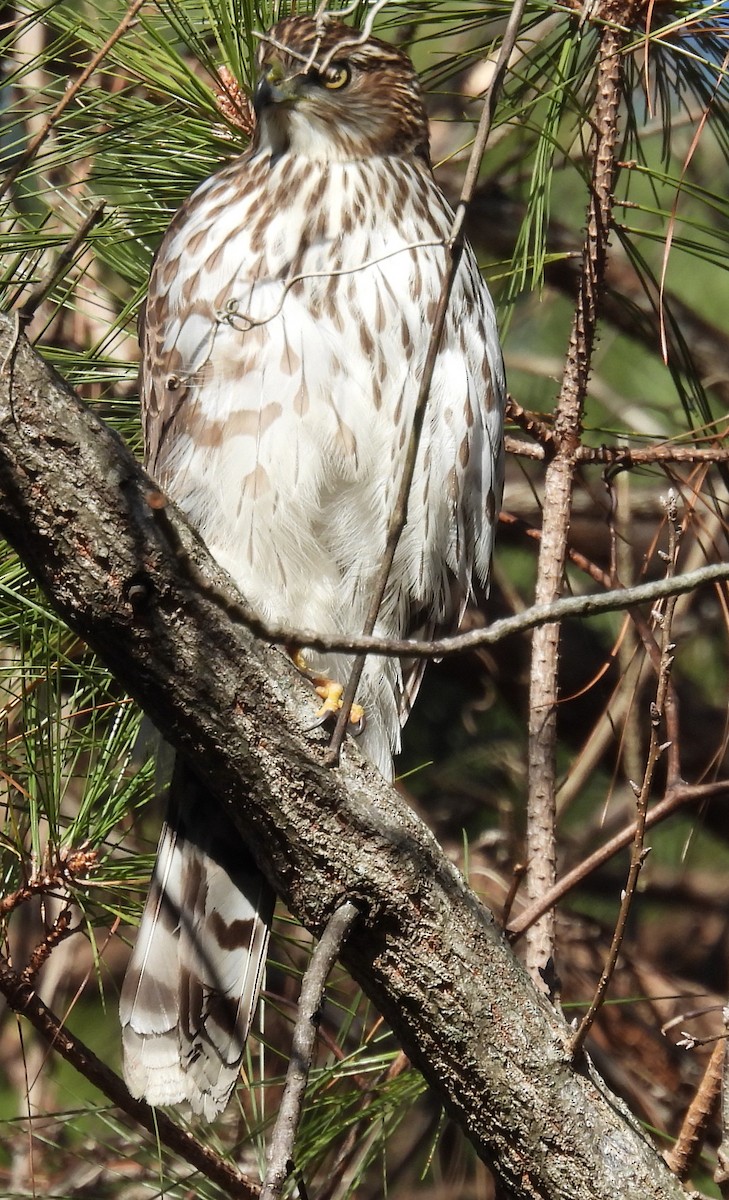 Cooper's Hawk - ML613188050