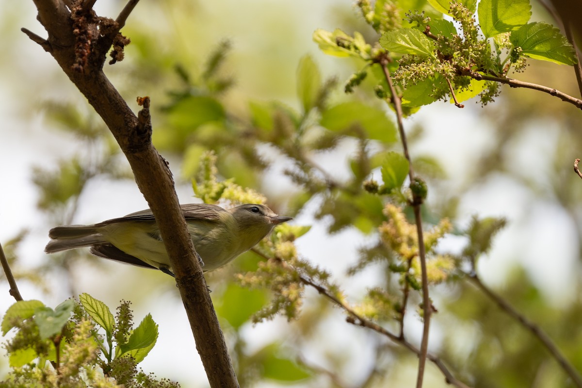 Philadelphia Vireo - Luke Robertson