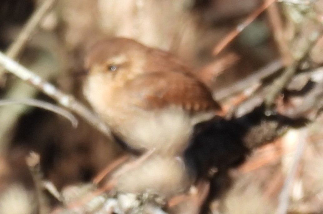 Winter Wren - ML613188082