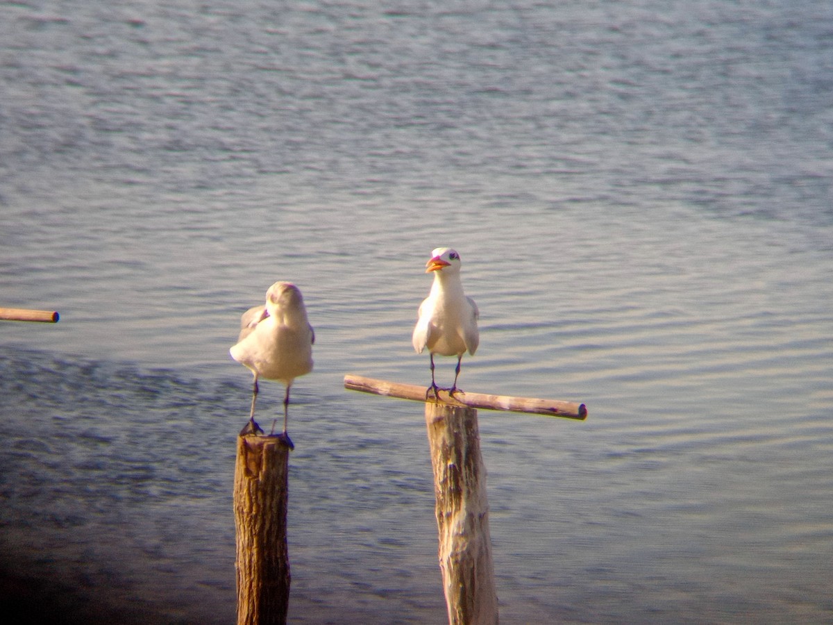 Royal Tern - ML613188117