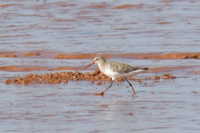 Curlew Sandpiper - ML613188132