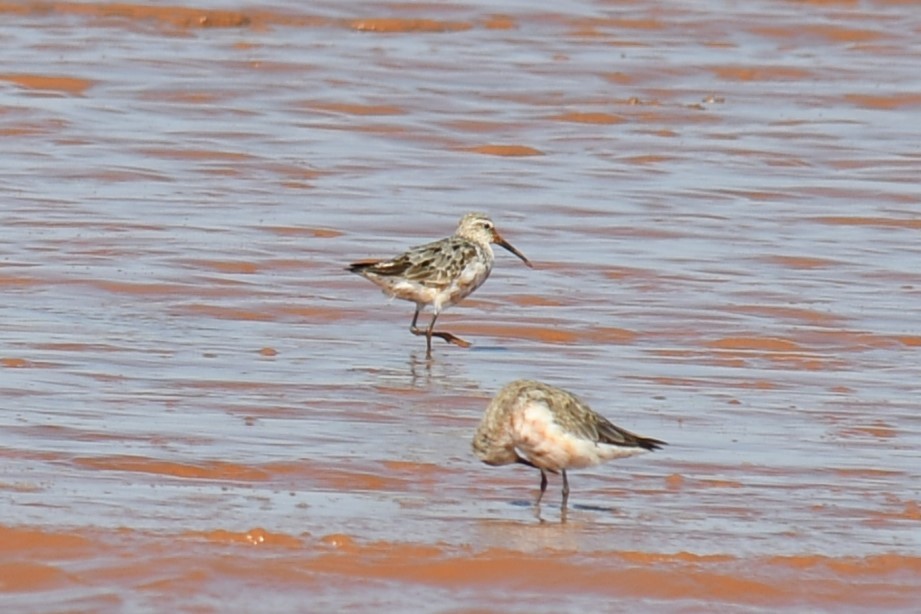 Curlew Sandpiper - Claudius  Feger