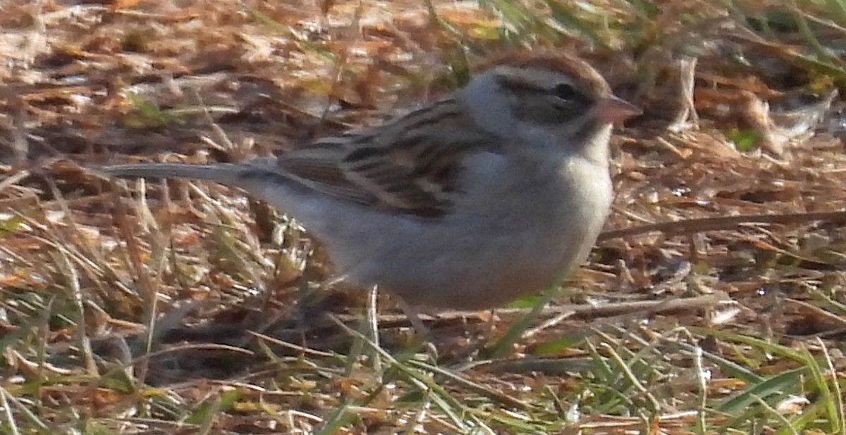 Chipping Sparrow - ML613188158