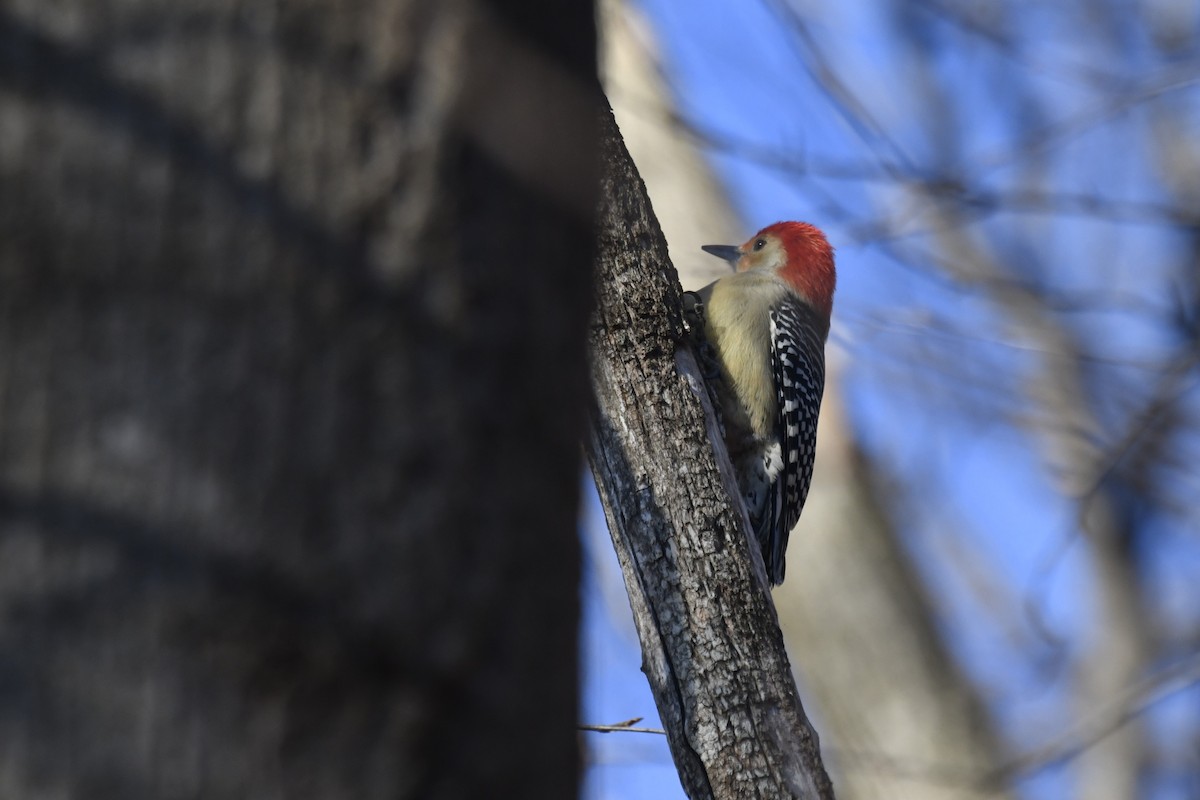 Red-bellied Woodpecker - ML613188251